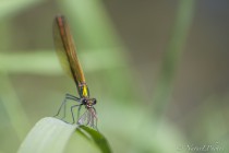 20130708-Calotperix éclatant-0002.jpg